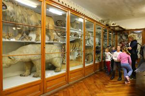 Croatian Natural History Museum (Hrvatski prirodoslovni muzej)